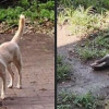 穿山甲遭臺東派出所犬隻咬死 動防所初判無不當管理 穿山甲遭臺東派出所犬隻咬死 動防所初判無不當管理