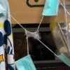 高雄大學畢業生涉虐殺30隻倉鼠,吊掛火燒惡行曝光 高雄大學畢業生涉虐殺30隻倉鼠,吊掛火燒惡行曝光