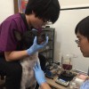 唐聖捷｜杜絕不幸血犬，從合格捐血犬制度建立開始