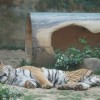 採訪側寫｜動物園巨大可能性，取決於我們如何看待、對待與期待它