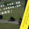 窩時事｜動保修法無寵登或放養毛小孩將直接開罰