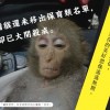 窩時事｜臺灣獼猴還未移出保育類名單 民間卻已大開殺戒