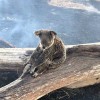 窩動保週報＿第026期 氣候變遷加劇澳洲大火，估計350隻無尾熊葬身火海