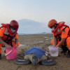 民眾118熱心通報 金門擱淺海龜有望重返大海