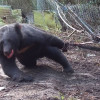 沒能在山林過中秋，三度中陷阱落難的臺灣黑熊