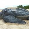 雲林海岸發現保育類革龜，陳屍塑膠垃圾旁