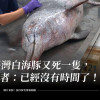 臺灣白海豚又死一隻，學者：已經沒有任何時間了！