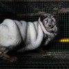 窩動保週報＿第027期 皮草工業侵害動物福利，上百萬隻動物被迫成「皮草機器」