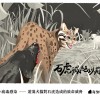 小病毒感染——遊蕩犬貓對石虎造成的致命威脅