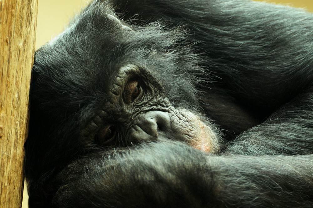 monkey chimpanzee zoo