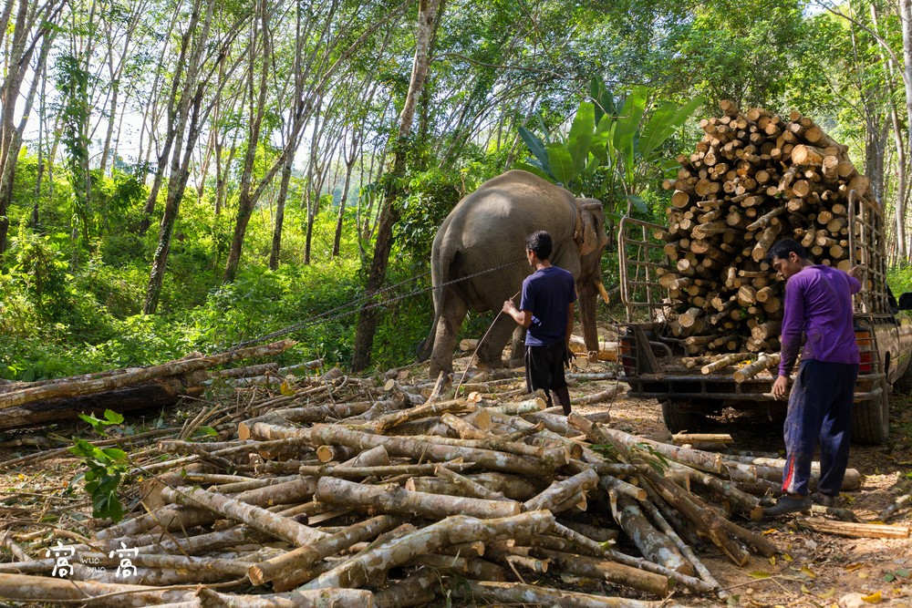 elephant deforestation