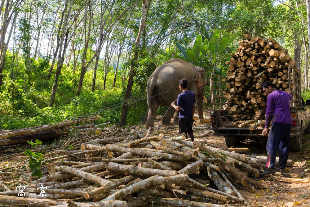 elephant deforestation