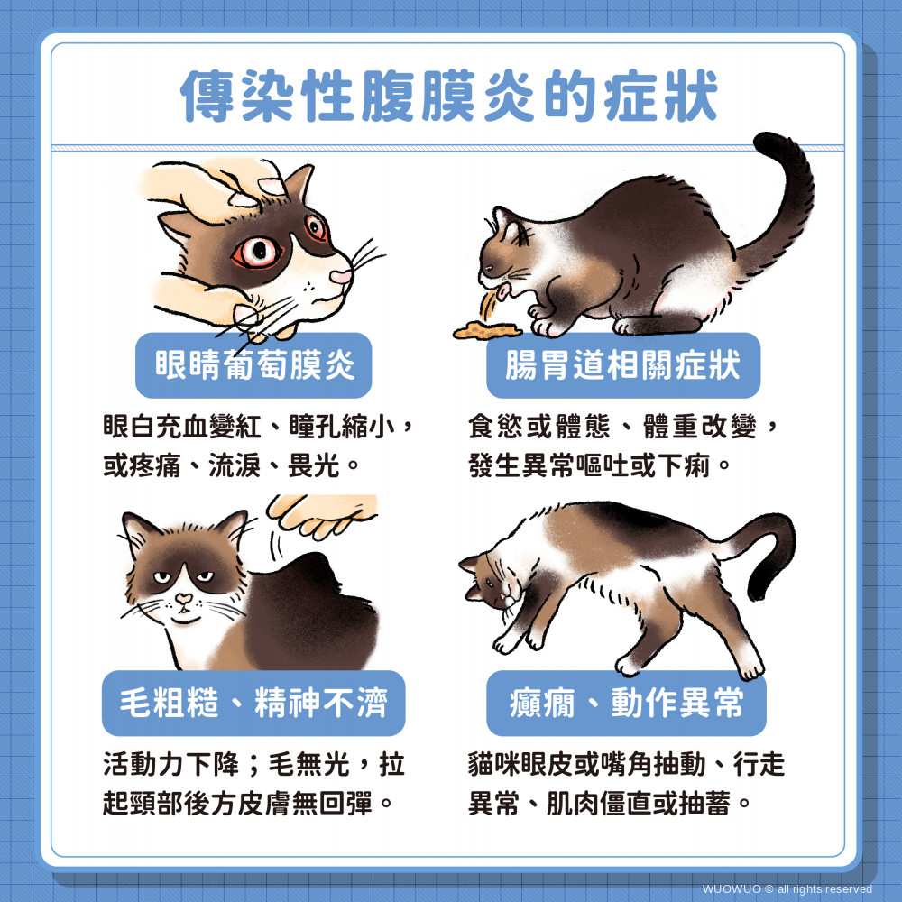 貓傳染性腹膜炎 完稿 02