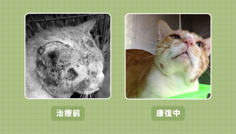 FIV 07