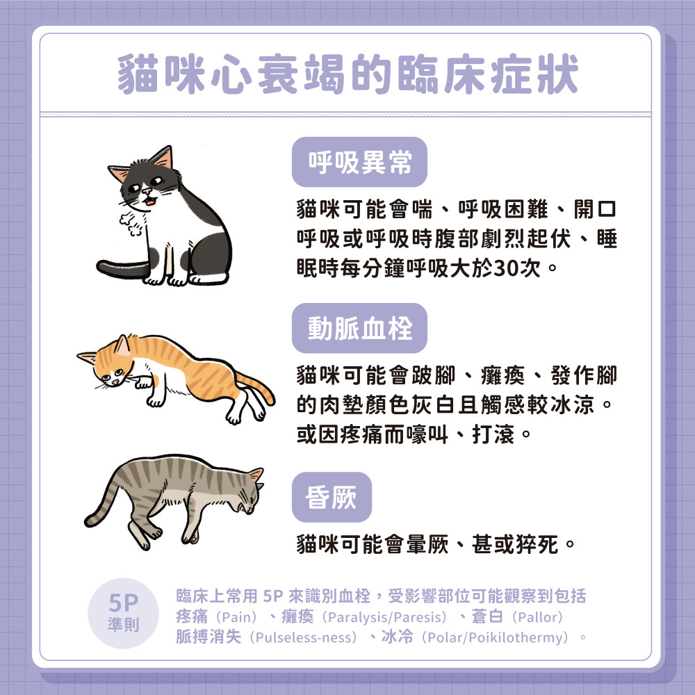 cat heart disease 05