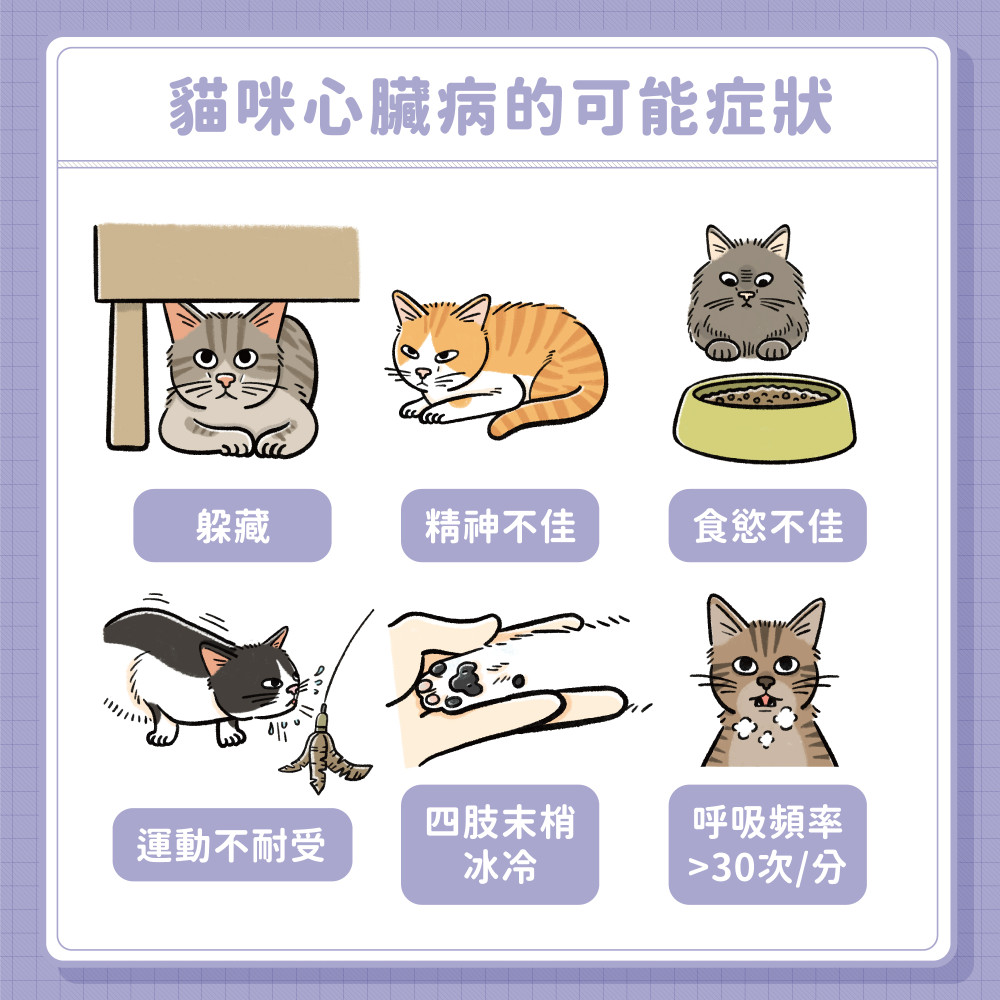 cat heart disease 06