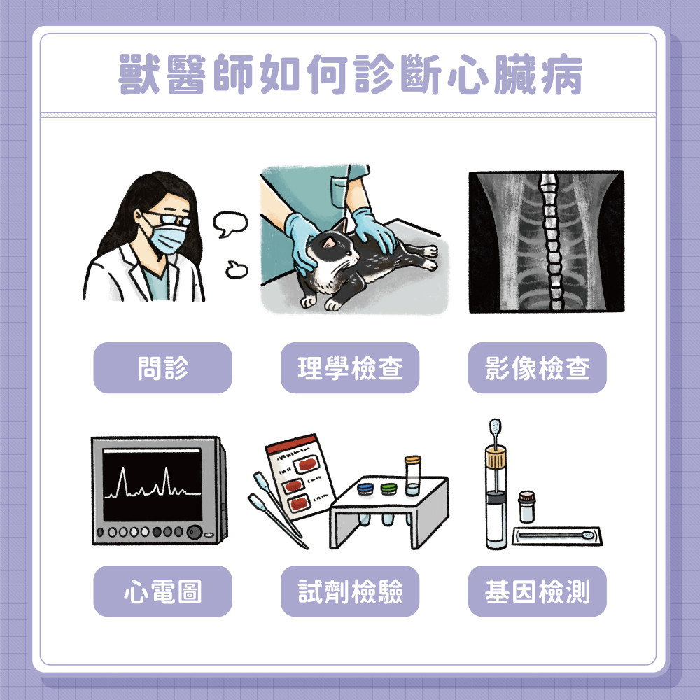 cat heart disease 07