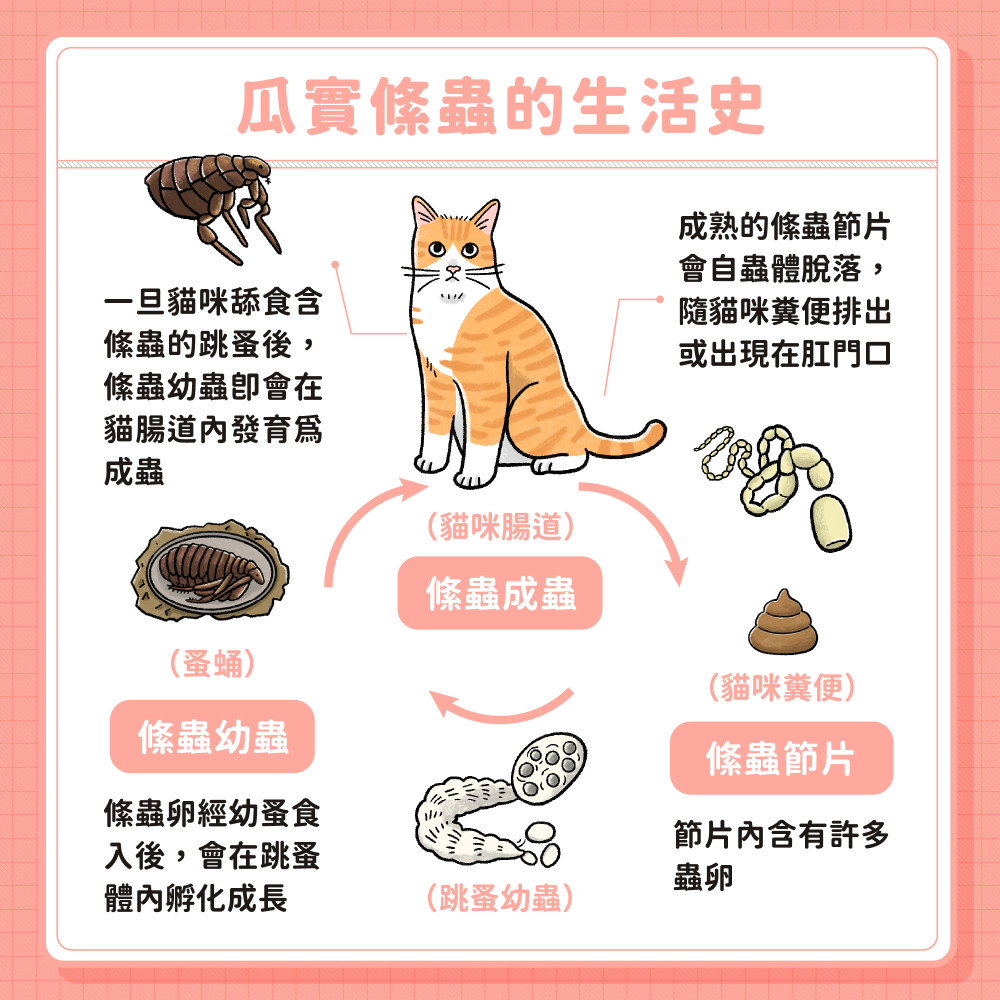 cat tapeworm 02