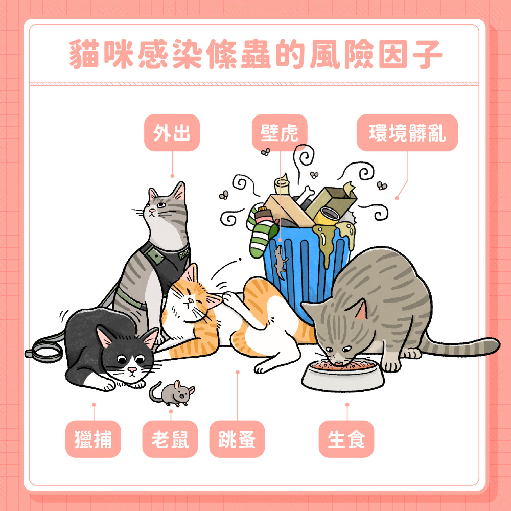 cat tapeworm 03