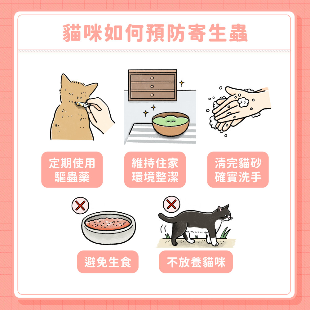 cat tapeworm 06
