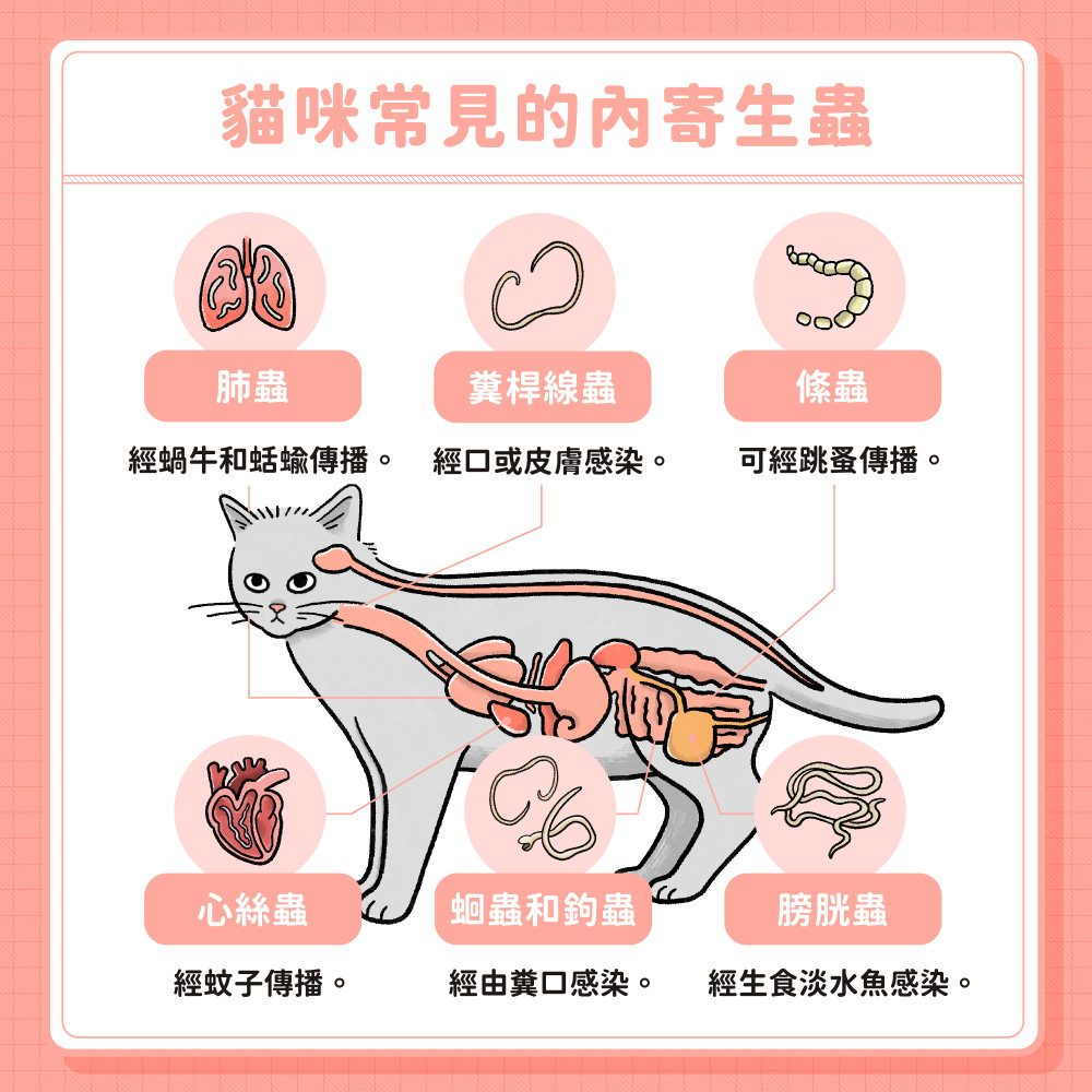 cat tapeworm 07