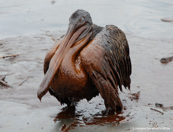 Louisiana gov office oiled bird