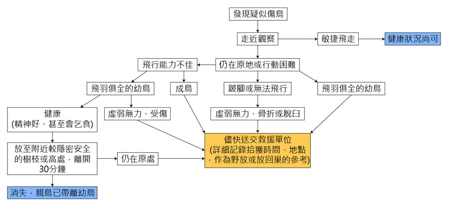 貓頭鷹02