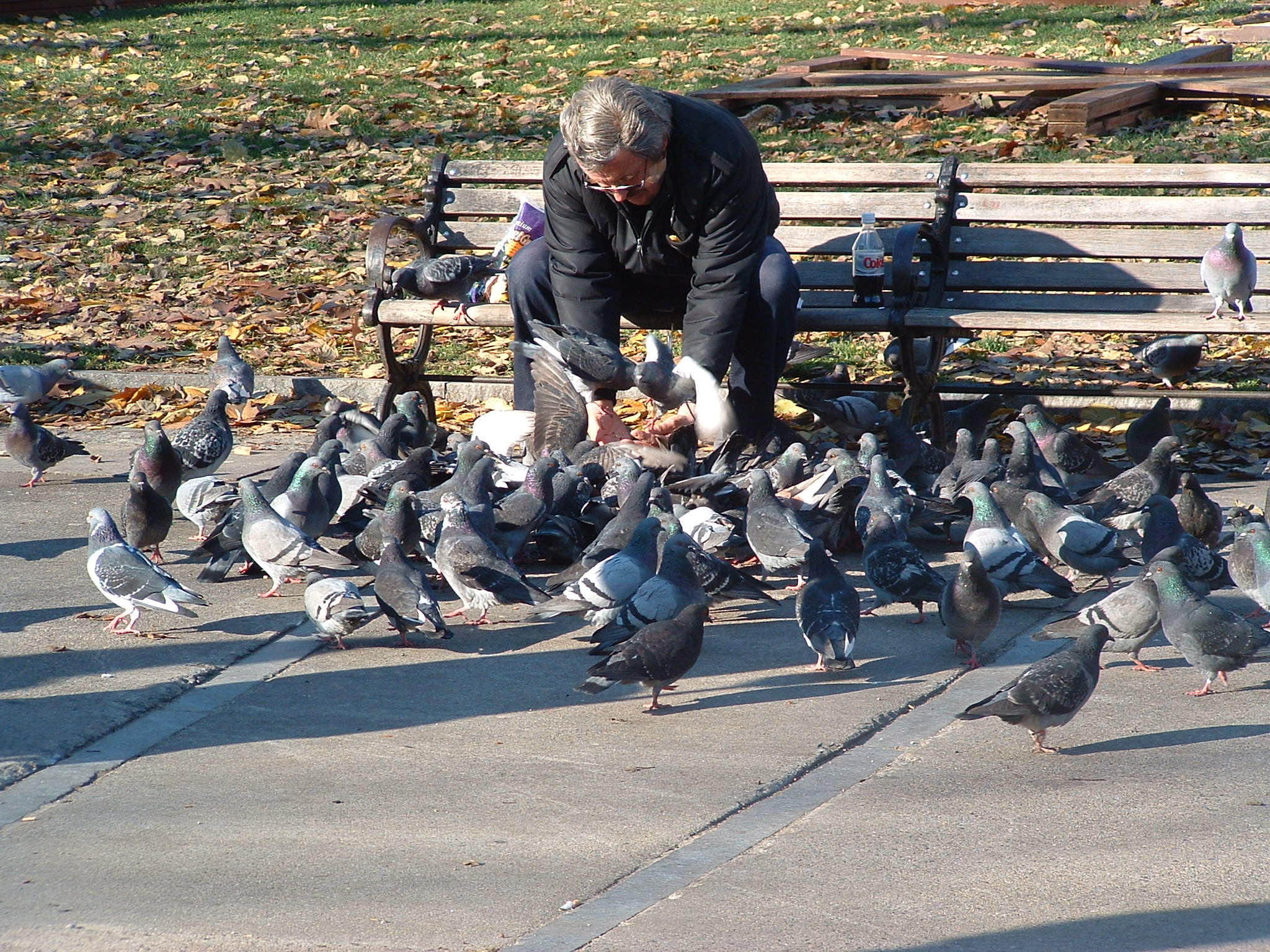 公園餵鴿子