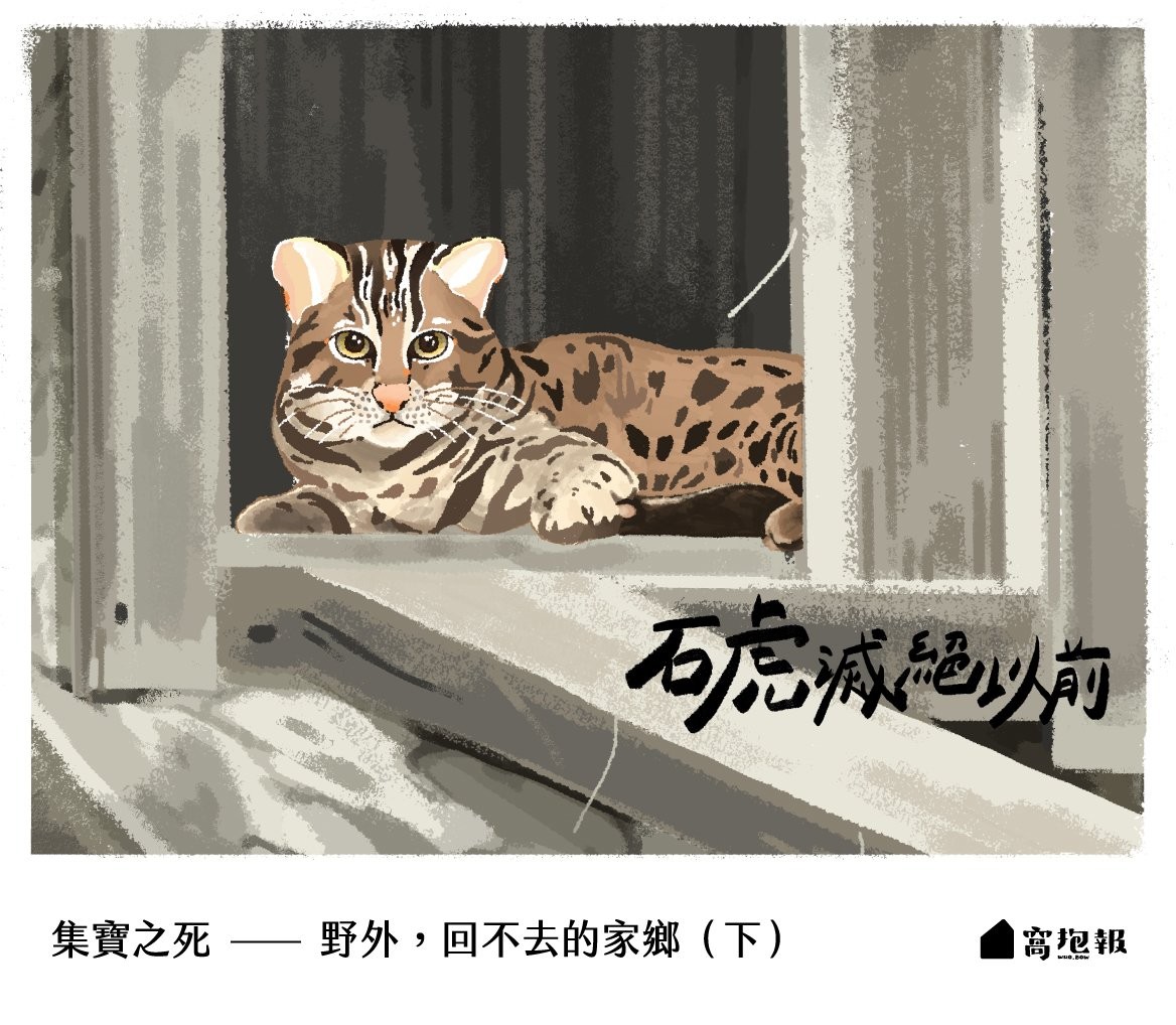 石虎集寶之死—— 野外，回不去的家鄉。（下）
